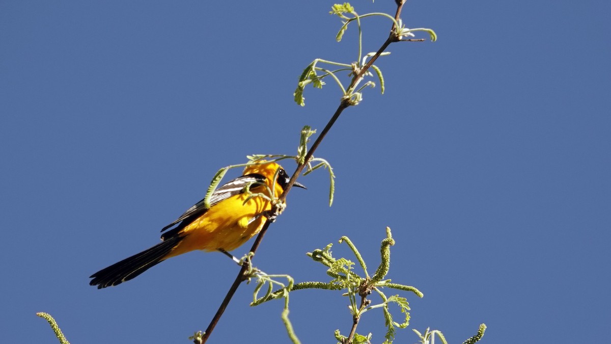 Hooded Oriole - leo wexler-mann