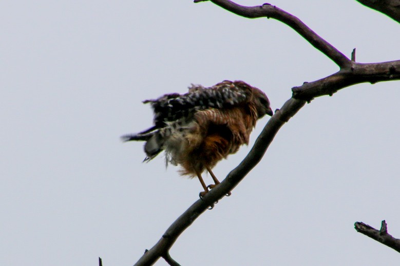 Red-shouldered Hawk - Nick Krolikowski