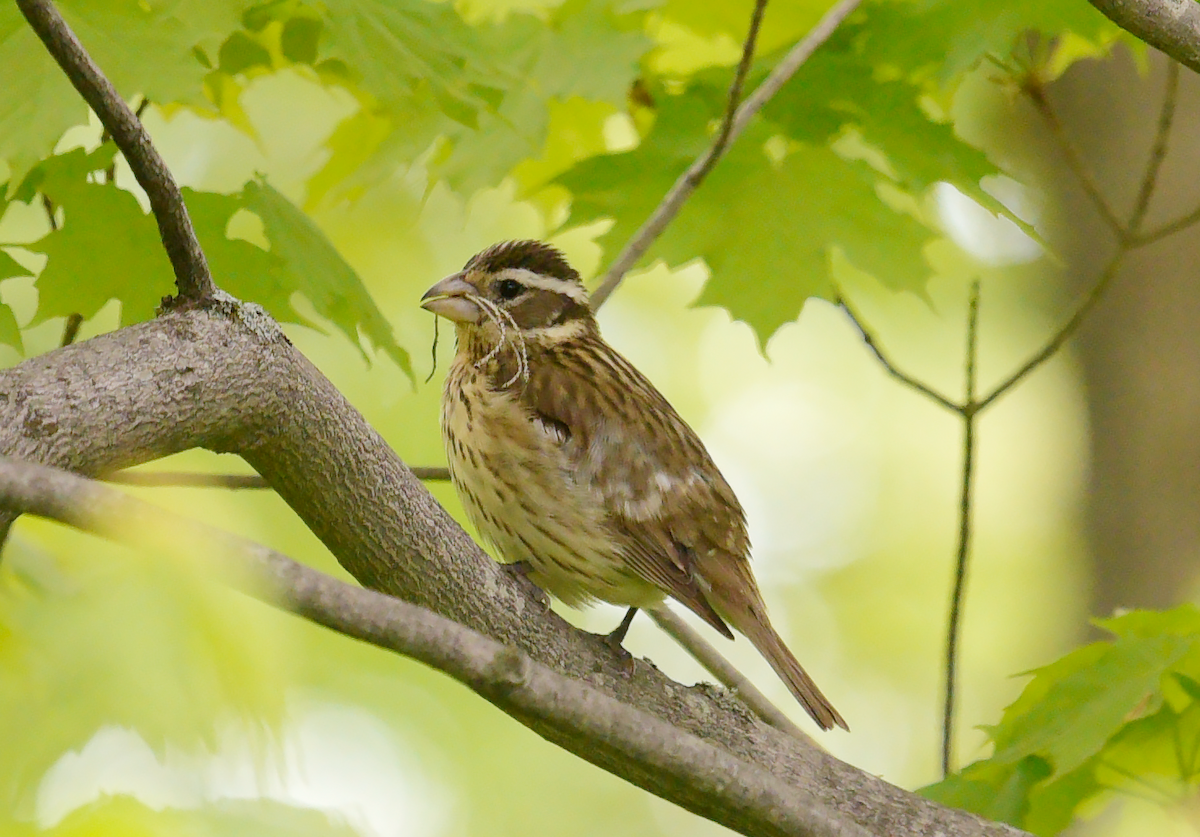 Rose-breasted Grosbeak - Guillaume Perron