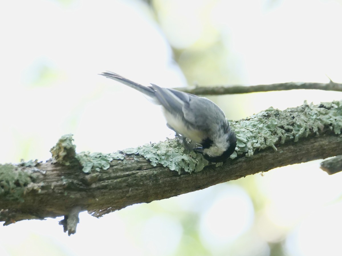 Black-capped Chickadee - Martin Byhower