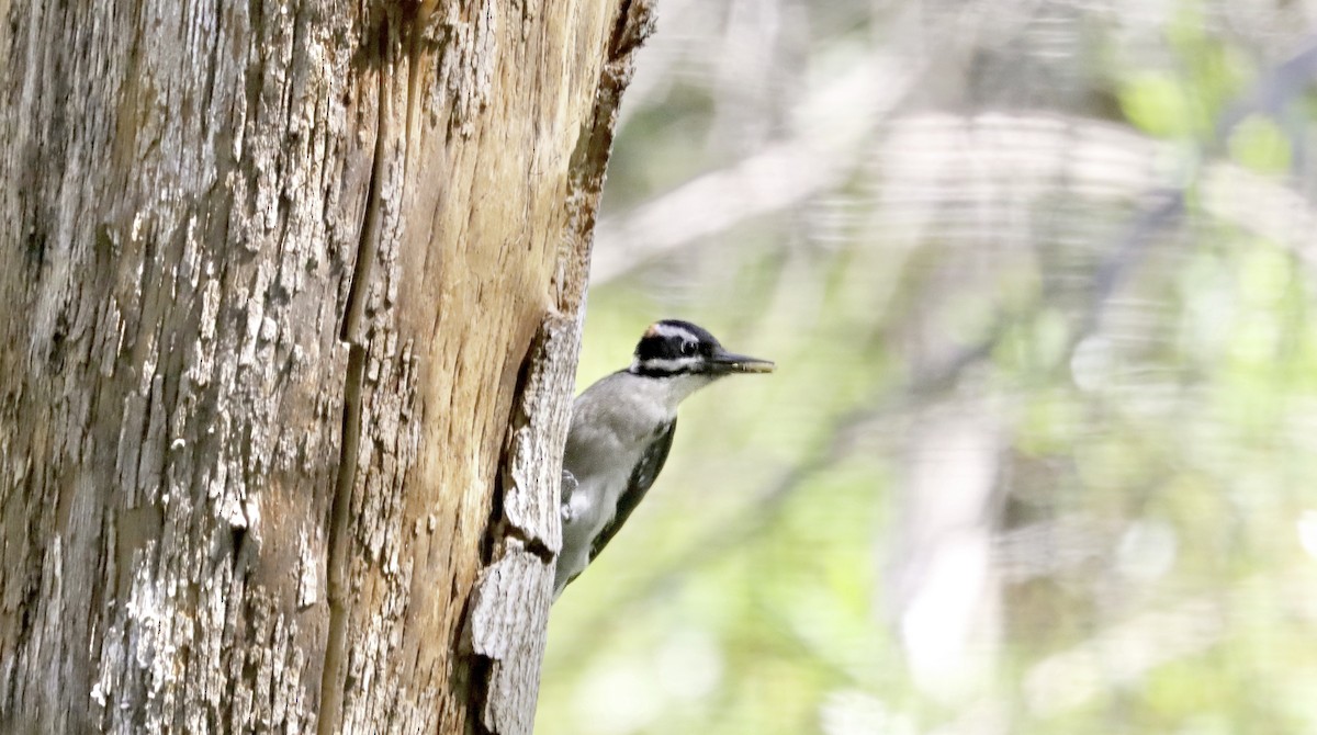 Hairy Woodpecker - Douglas Hall