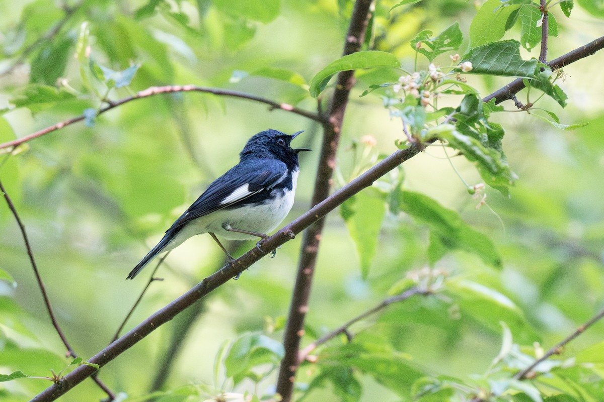 Black-throated Blue Warbler - Ian Campbell
