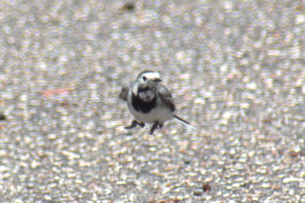 White Wagtail - Bill Hubbard