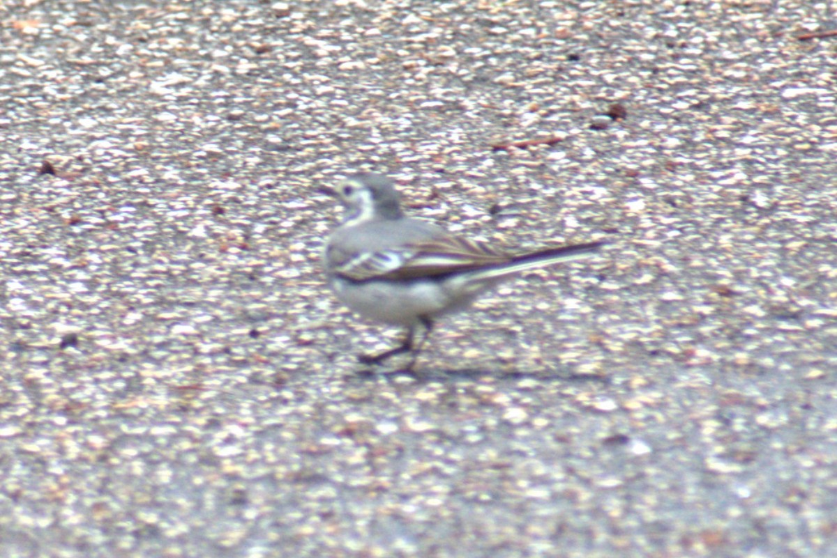 White Wagtail - Bill Hubbard