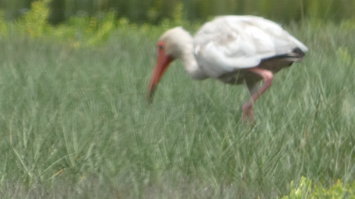 ibis bílý - ML619638184