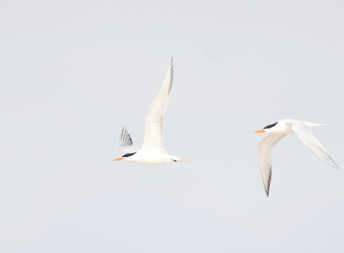 Royal Tern - ML619638199