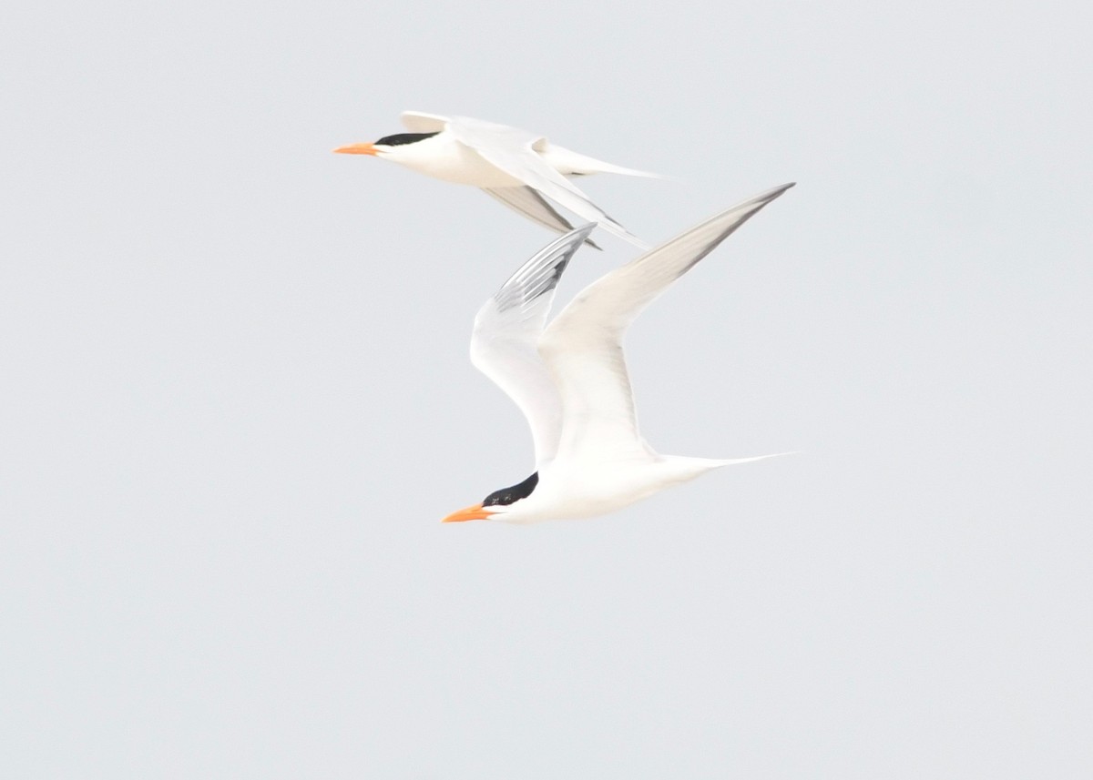 Royal Tern - Peter Paul
