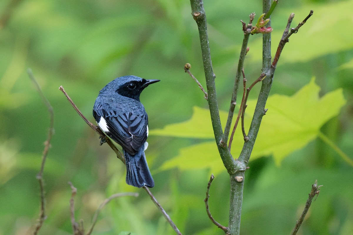 Black-throated Blue Warbler - Ian Campbell
