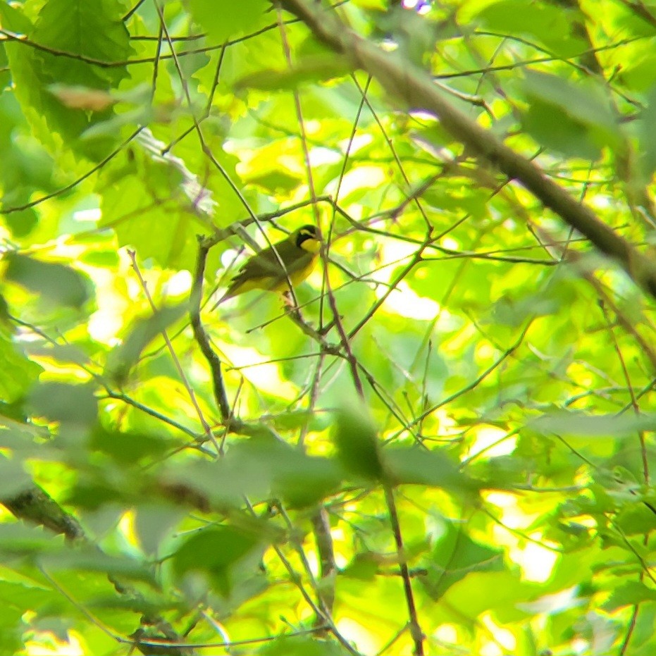 Kentucky Warbler - Becky Howard