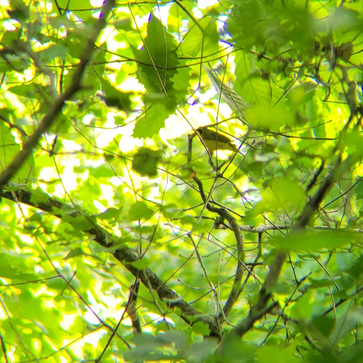 Kentucky Warbler - Becky Howard