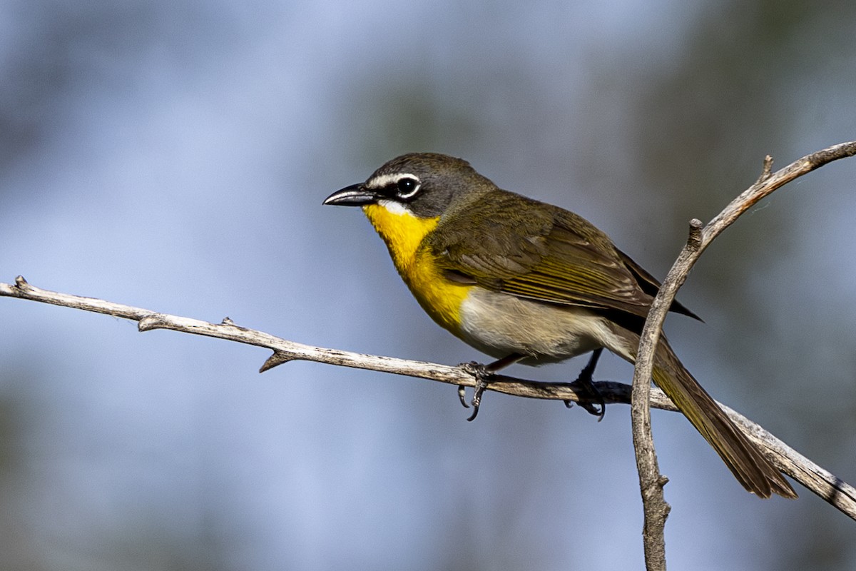 Yellow-breasted Chat - Jef Blake