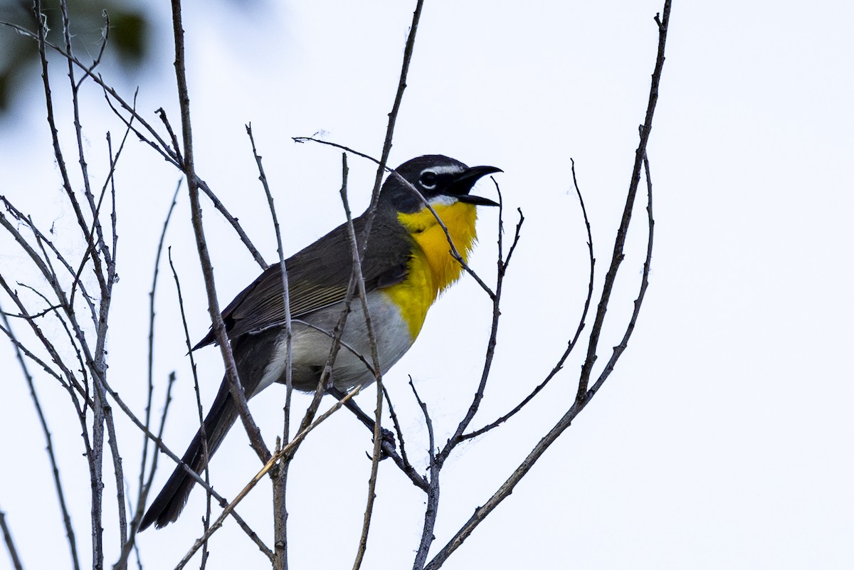 Yellow-breasted Chat - Jef Blake