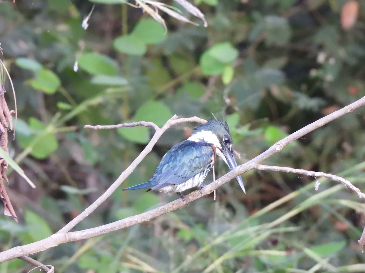 Green Kingfisher - Iza Alencar