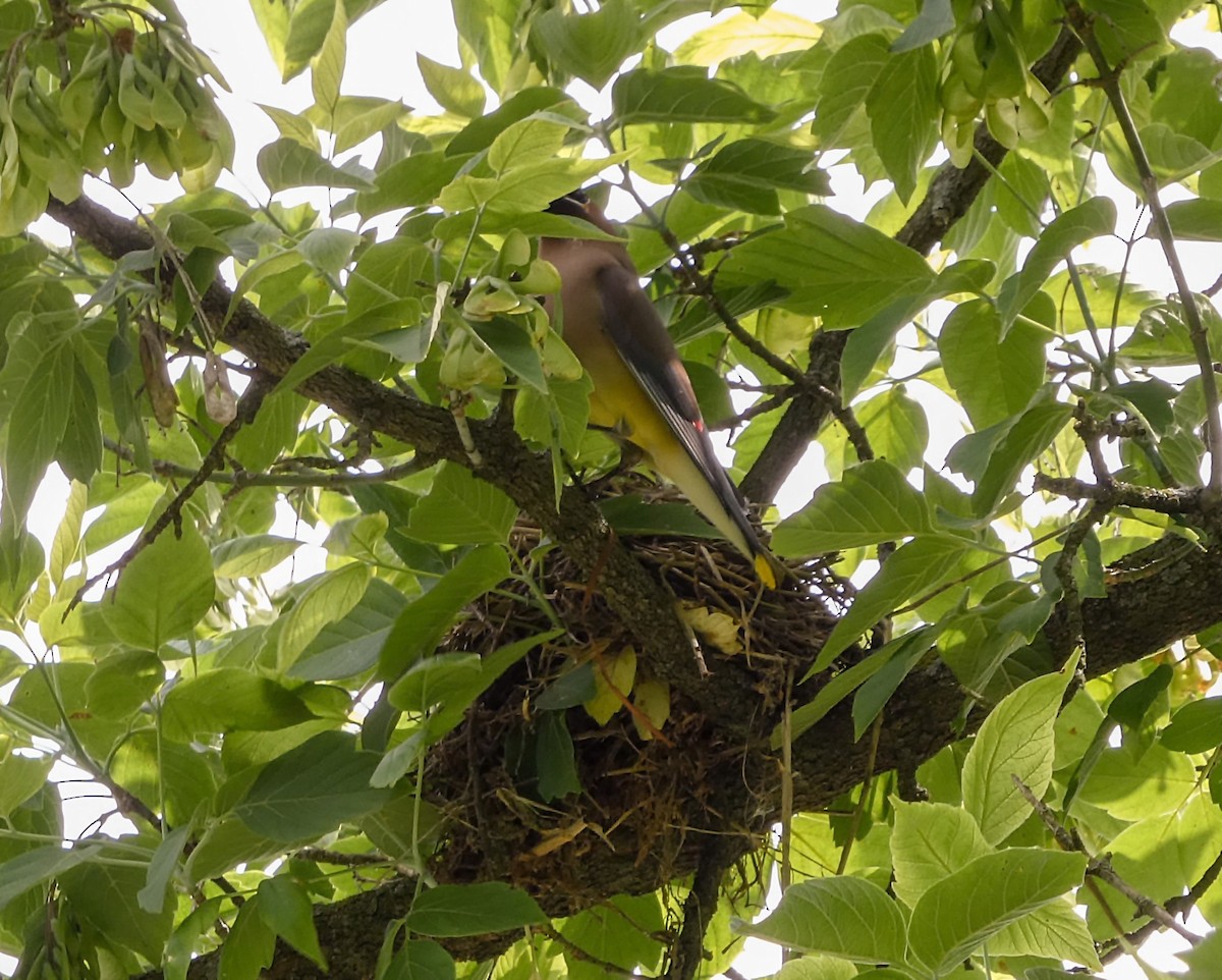 Cedar Waxwing - Kathy L. Mock