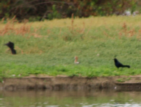 Great-tailed Grackle - Nick Krolikowski