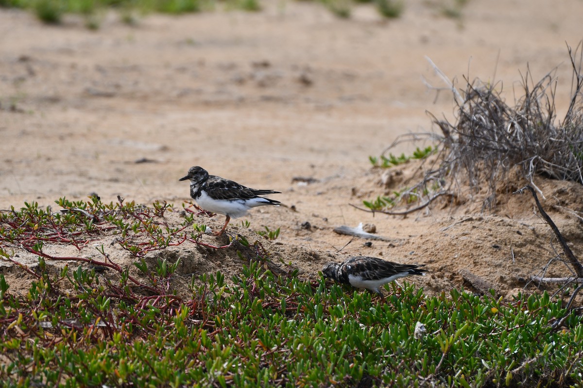 Ruddy Turnstone - Sarah Dix