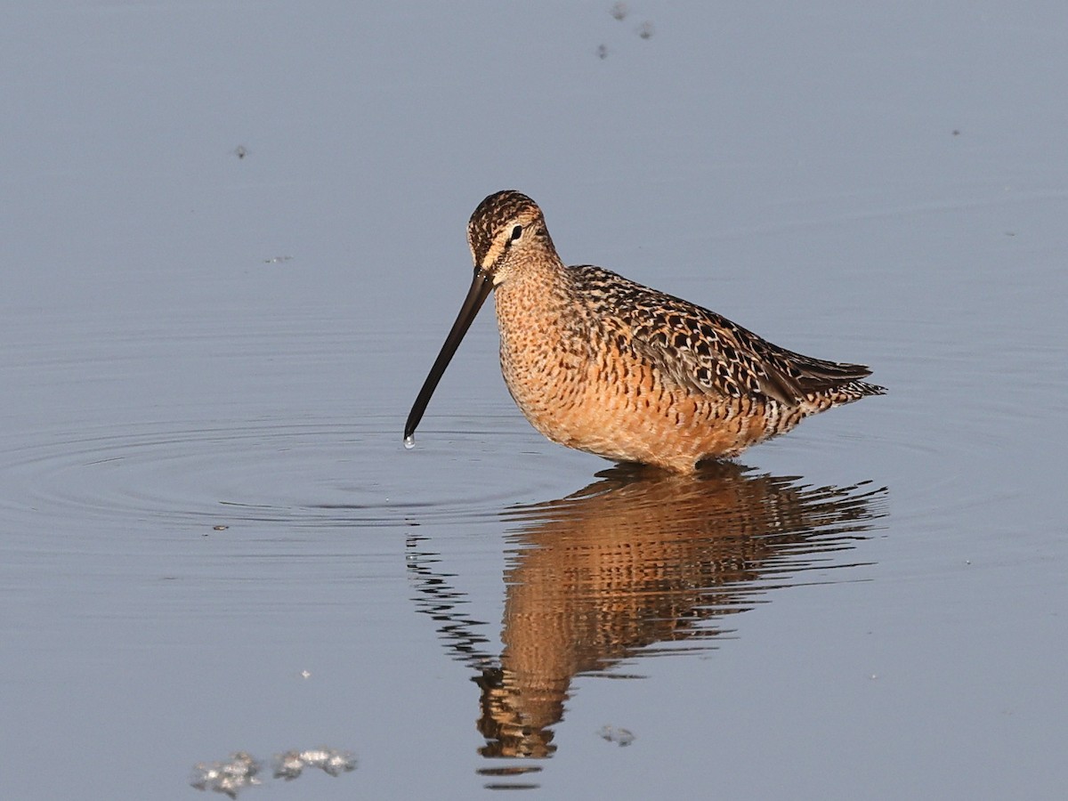 Long-billed Dowitcher - ML619638257