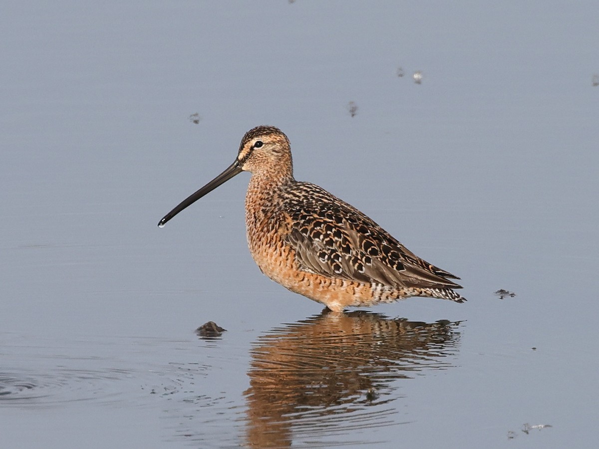 Long-billed Dowitcher - ML619638258