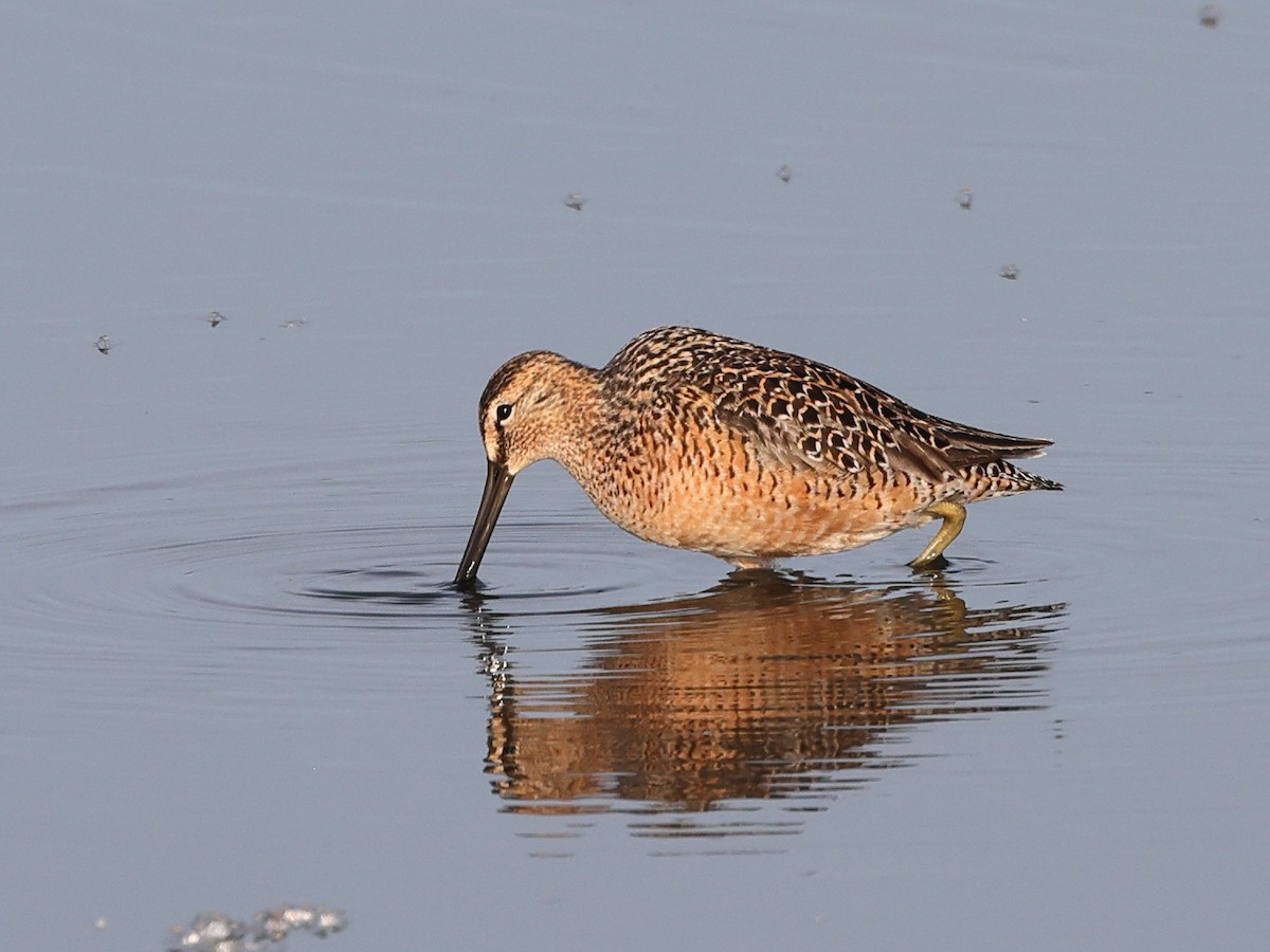 Long-billed Dowitcher - ML619638259
