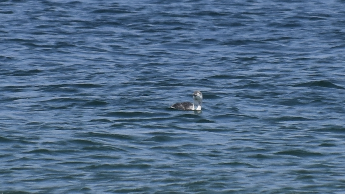 Red-throated Loon - Joseph Trezza