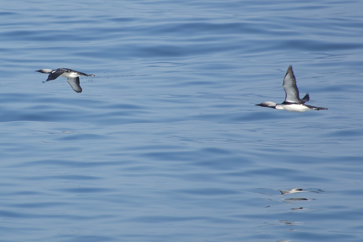 Pacific Loon - Craig Robson