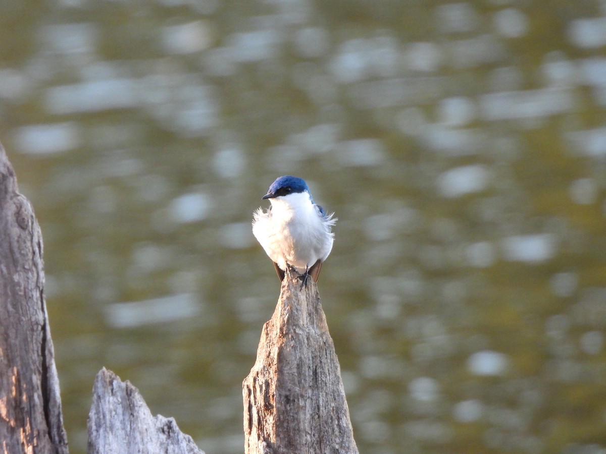 White-winged Swallow - Iza Alencar