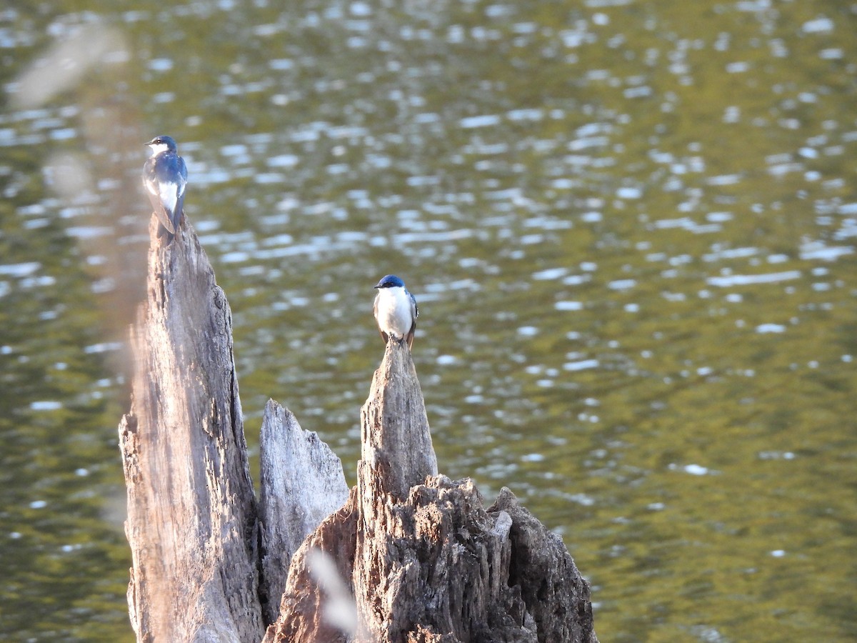 White-winged Swallow - Iza Alencar