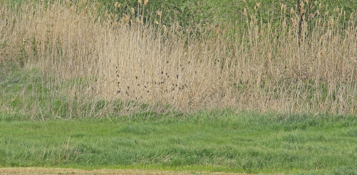 Spanish Sparrow - Andrew Steele