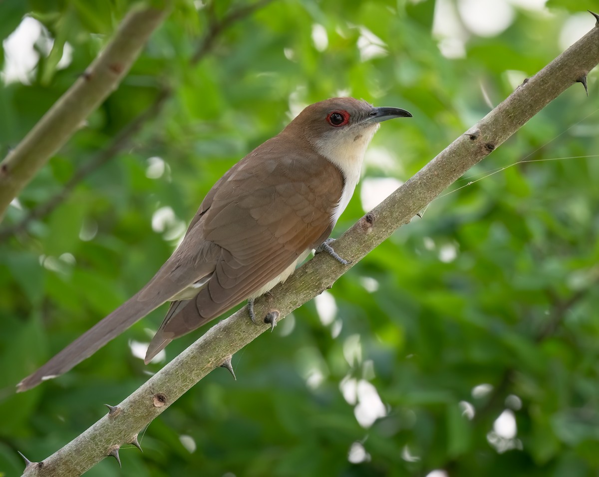 Black-billed Cuckoo - ML619638297