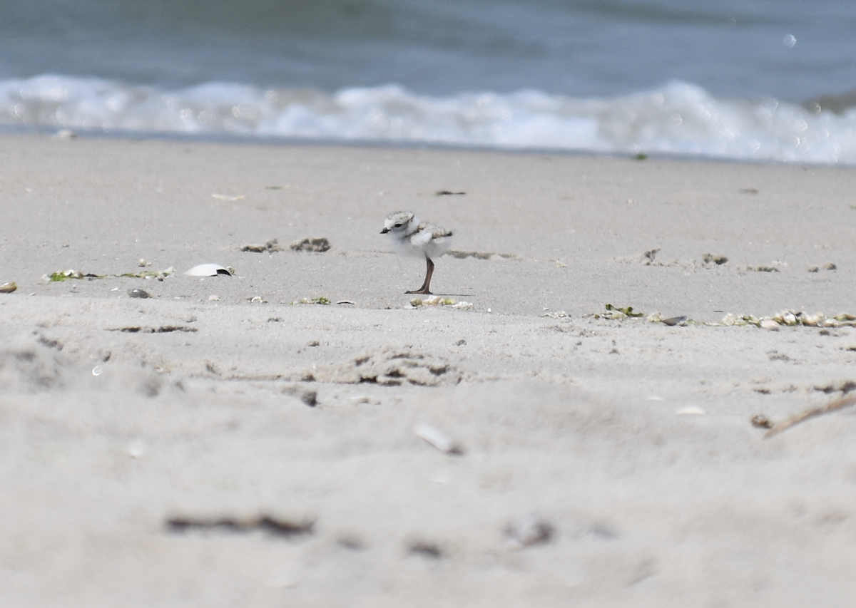 Piping Plover - Joseph Trezza