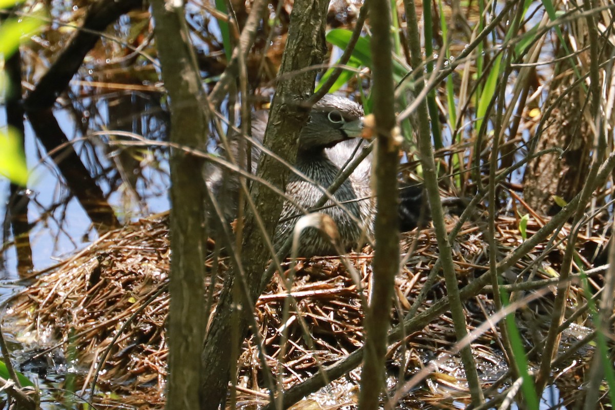 Pied-billed Grebe - Debra Rittelmann