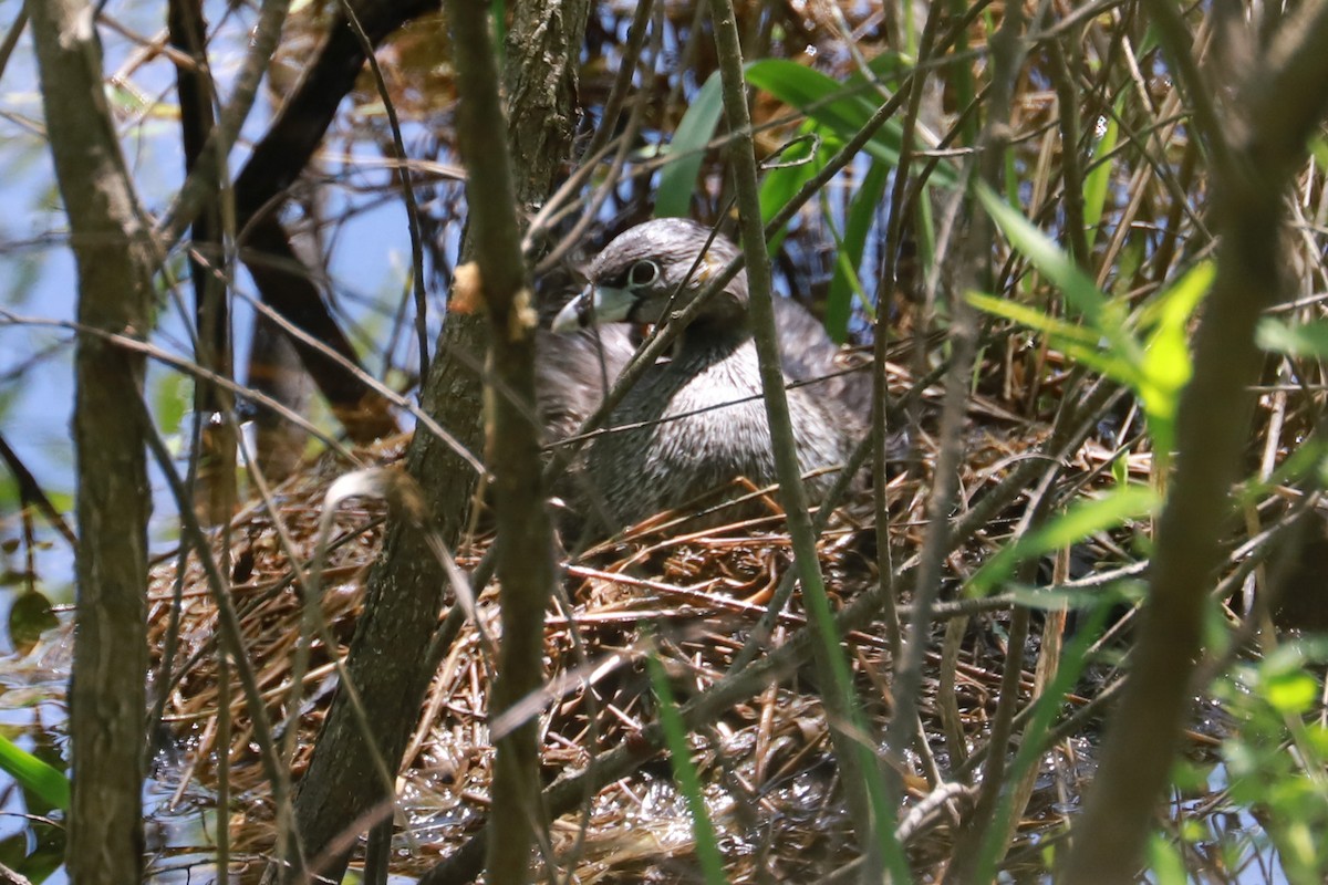 Pied-billed Grebe - ML619638335