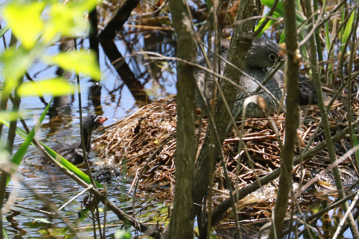 Pied-billed Grebe - ML619638342