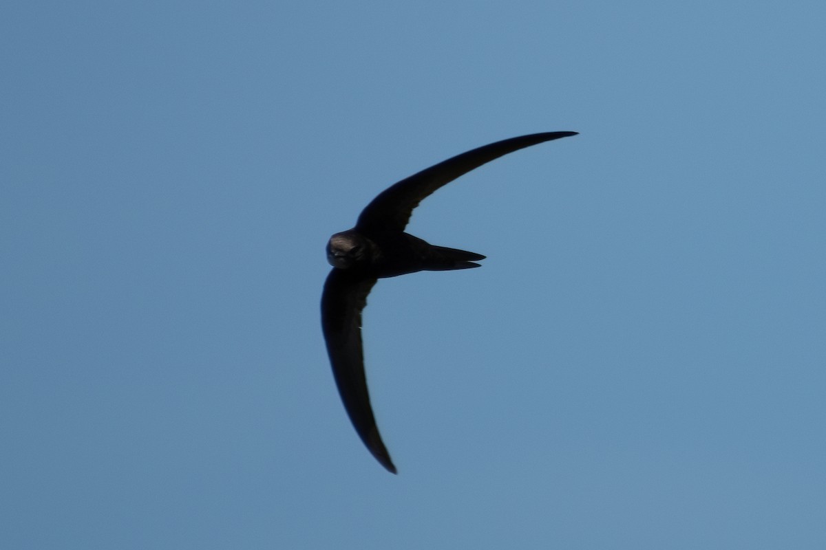 Common Swift - Ana Amaral