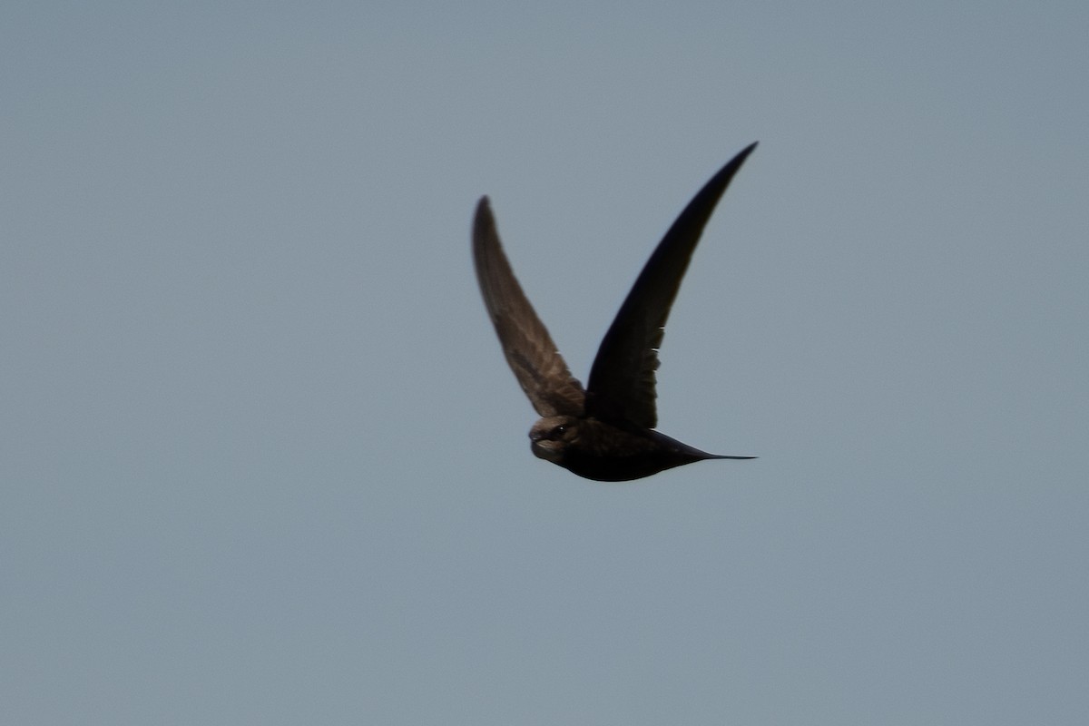 Common Swift - Ana Amaral