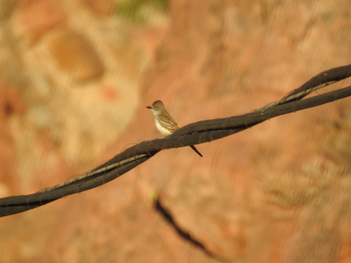 Ash-throated Flycatcher - John  Kiseda