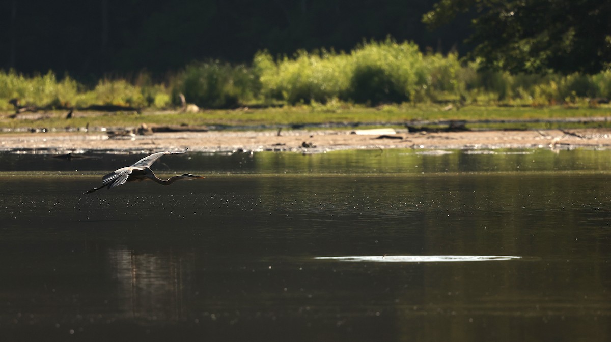 Great Blue Heron - Alicia Williams