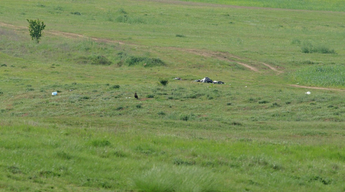 Long-legged Buzzard - Andrew Steele