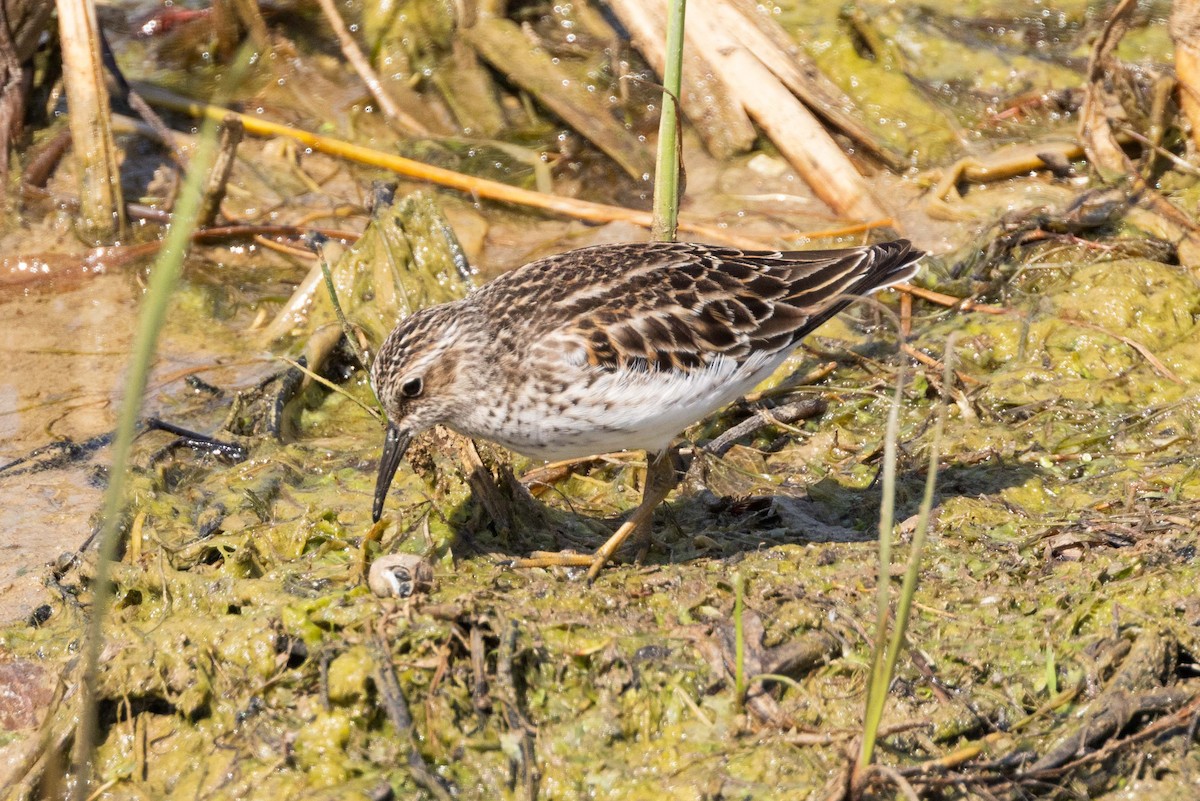 Least Sandpiper - Kees de Mooy