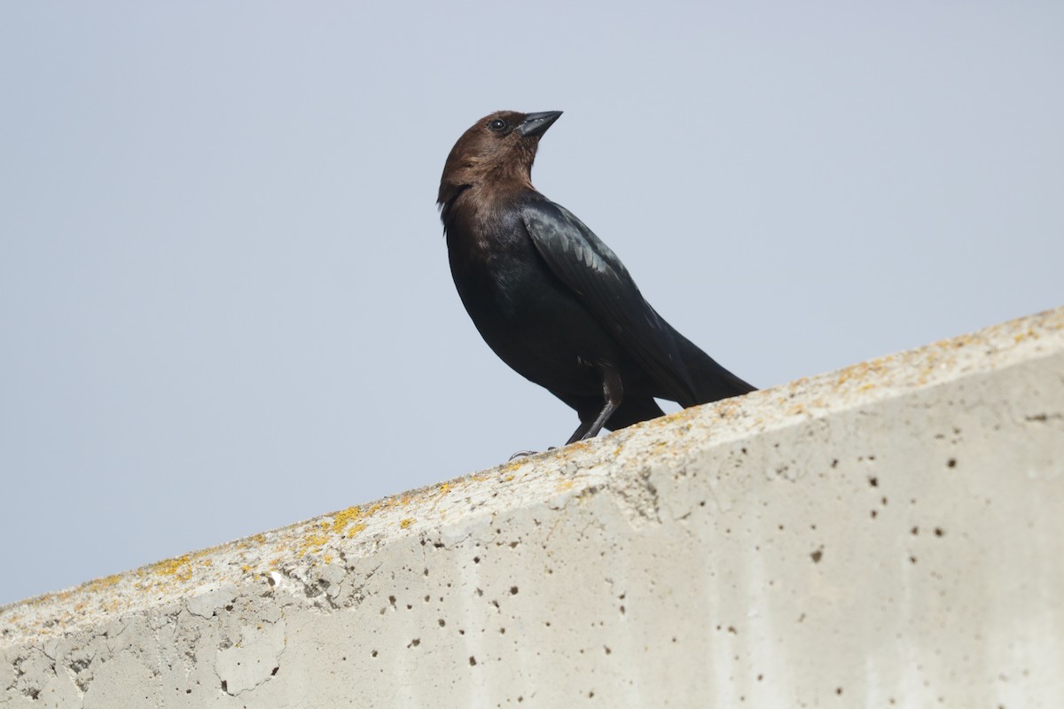 Brown-headed Cowbird - Joachim Gonzalez