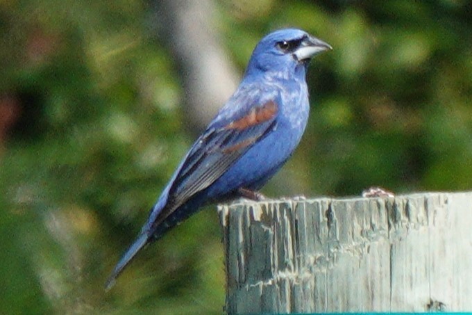 Blue Grosbeak - Mary Alice HAYWARD