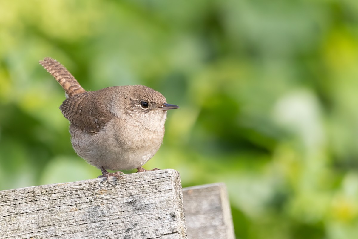 House Wren - Pavel Hanc