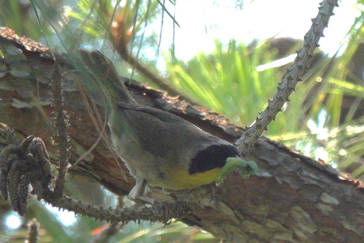 Common Yellowthroat - Mary Alice HAYWARD