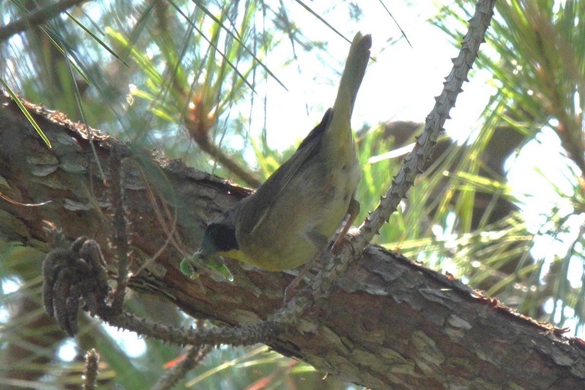 Common Yellowthroat - Mary Alice HAYWARD