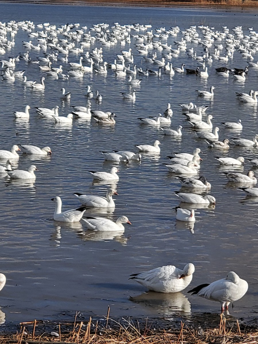 Snow Goose - Nancy Cox