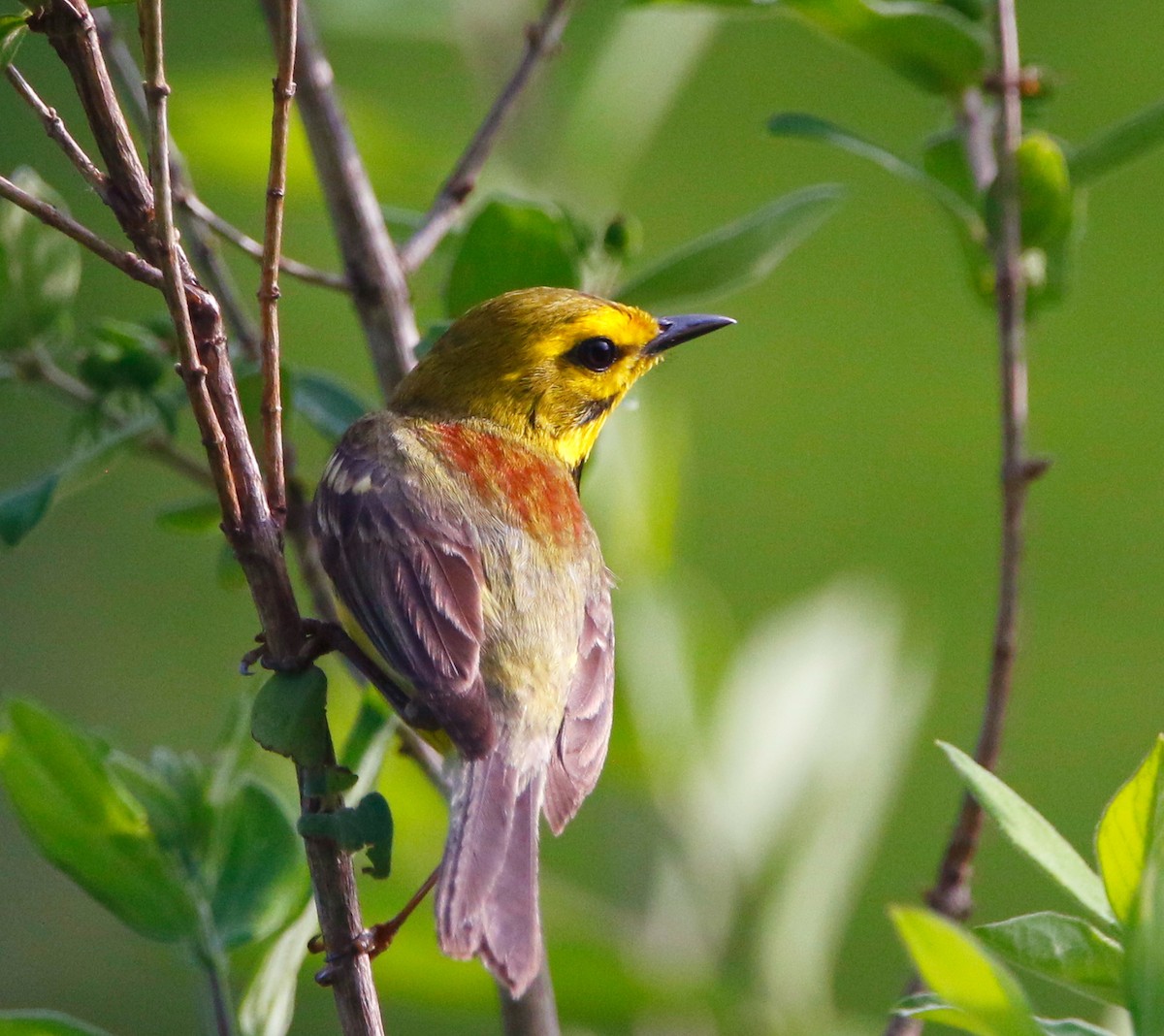 Prairie Warbler - Lowell Burket