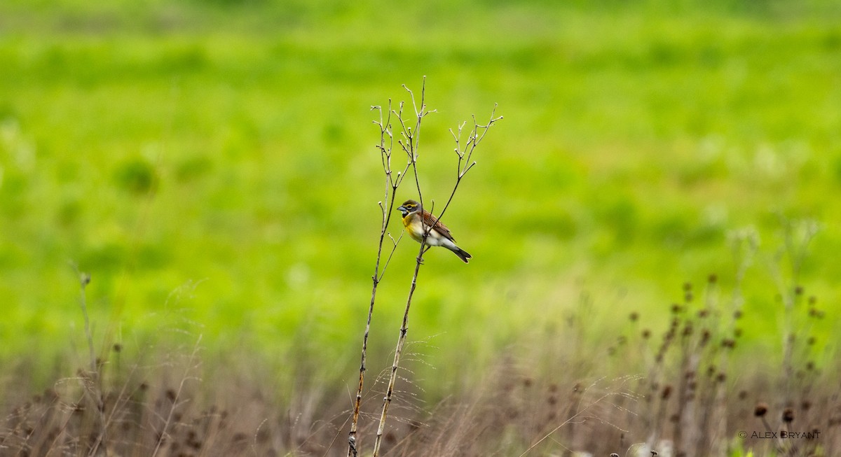 Dickcissel - Alex Bryant