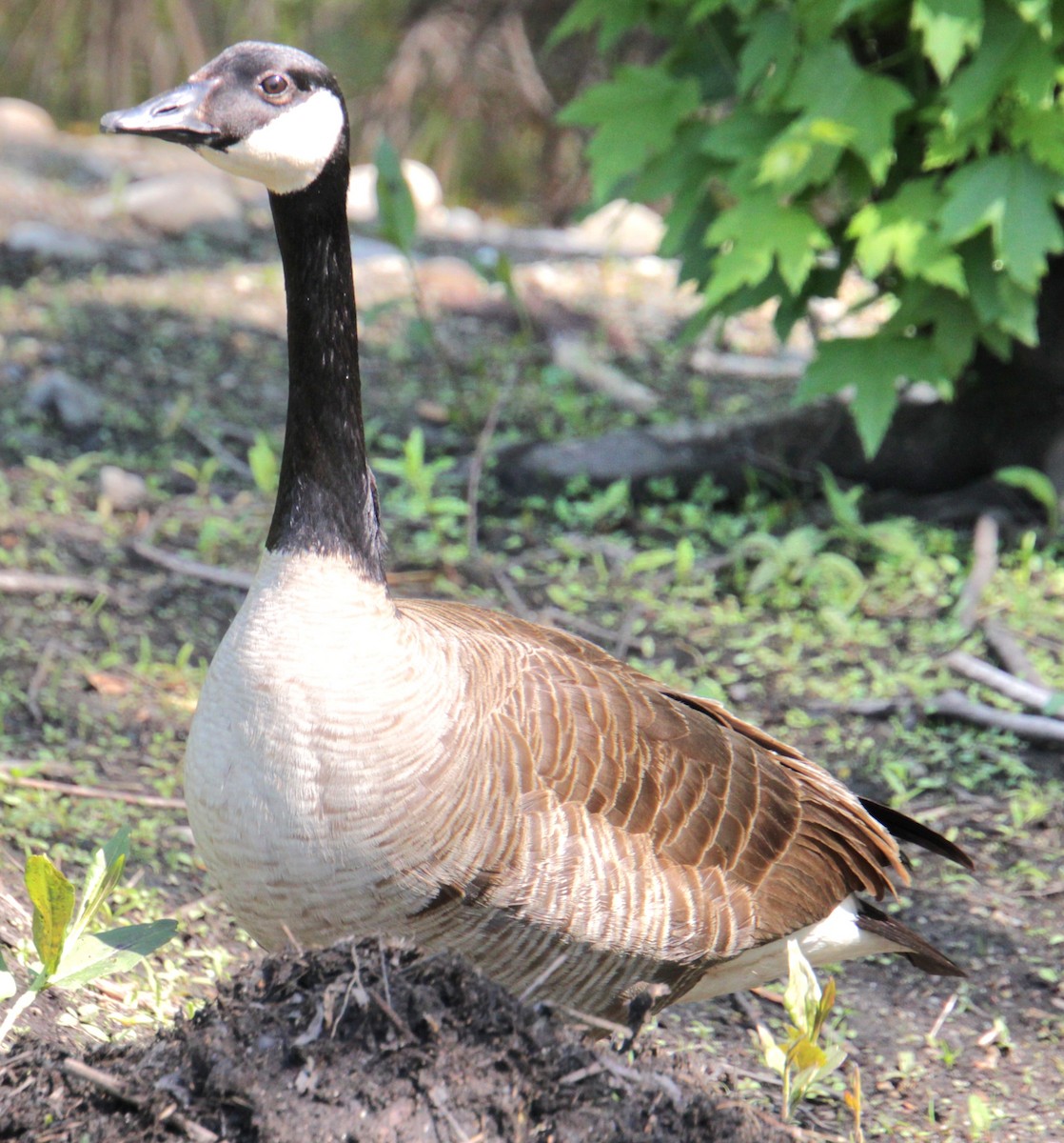 Canada Goose - Samuel Harris