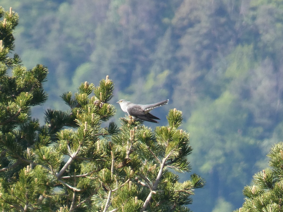 Common Cuckoo - Xavier Parra Cuenca