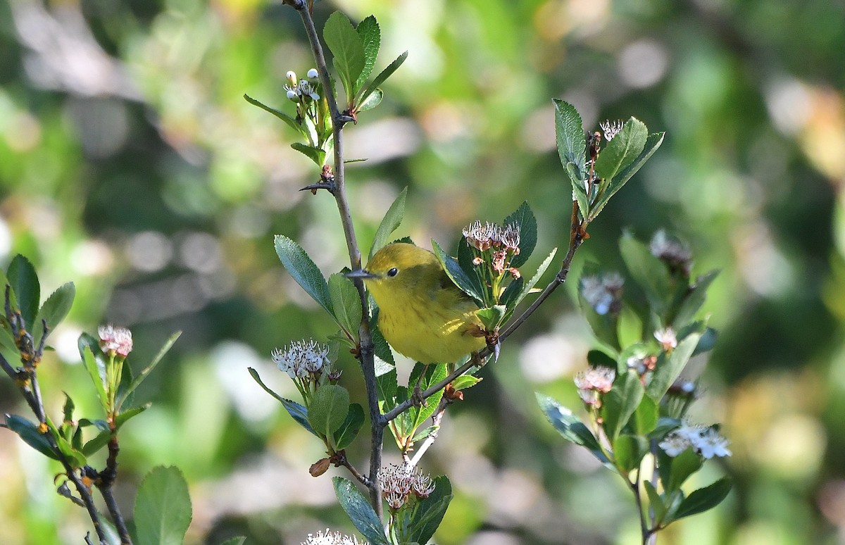 Yellow Warbler (Northern) - Carol Riddell